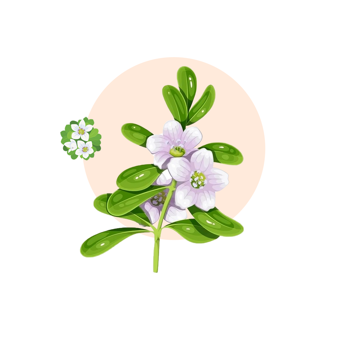 Human Nervous System