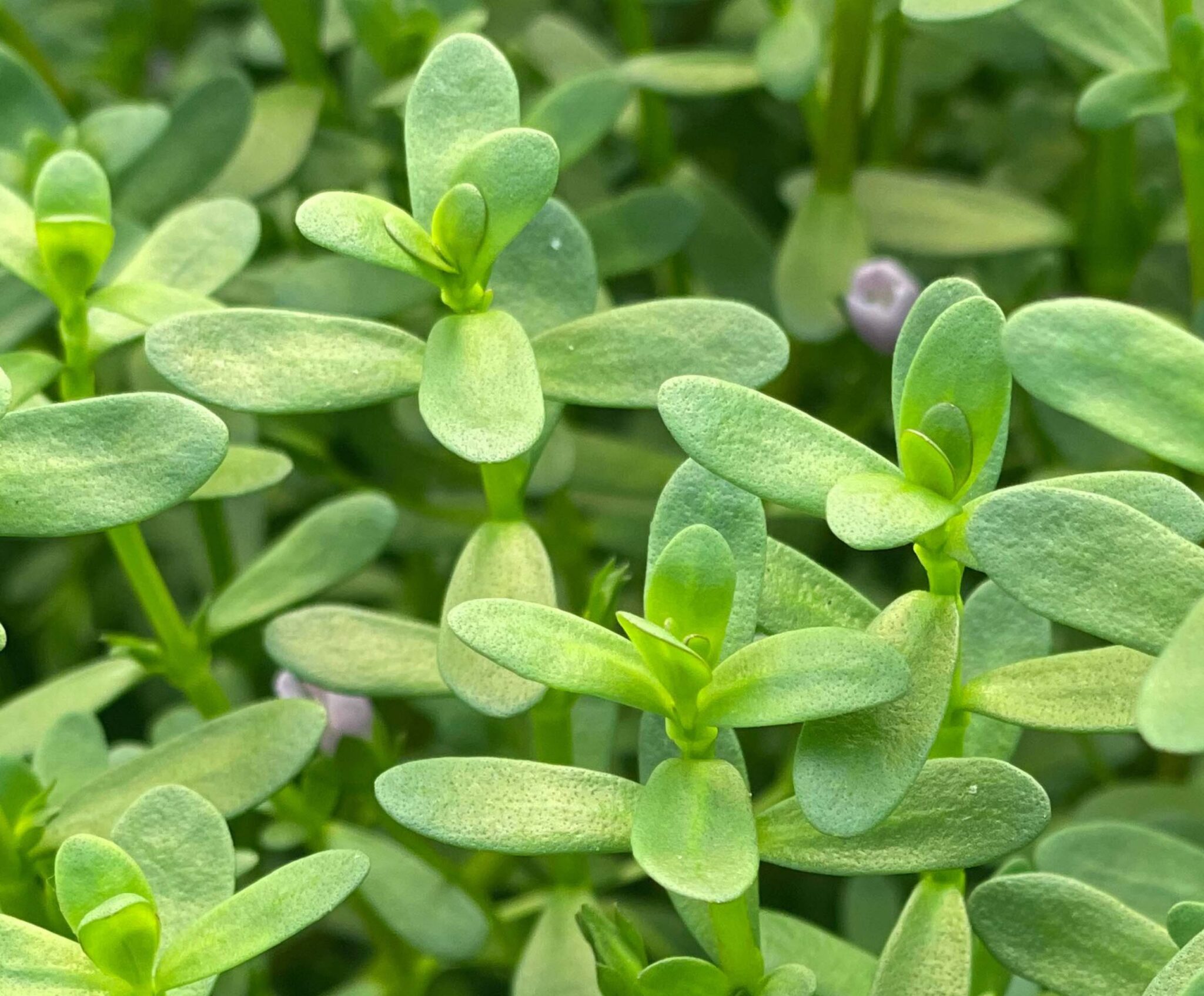B-Lit Bacopa | Premium Bacopa Monnieri Extract