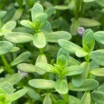 Bacopa Monnieri Benefits | bacopa monnieri extract