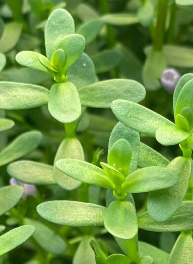 Bacopa Monnieri Benefits