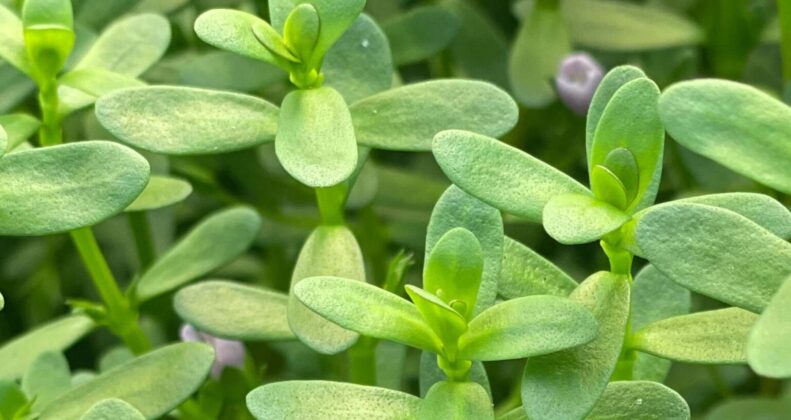 Bacopa Monnieri Benefits