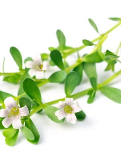 How Long Does Bacopa Monnieri Extract Take to Work?