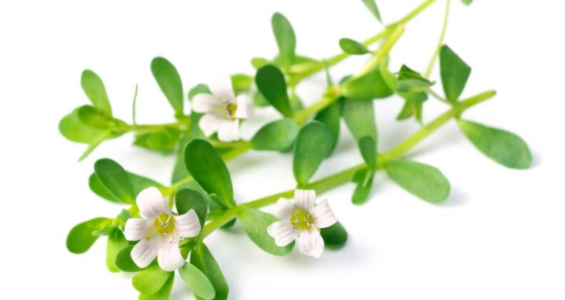 How Long Does Bacopa Monnieri Extract Take to Work?